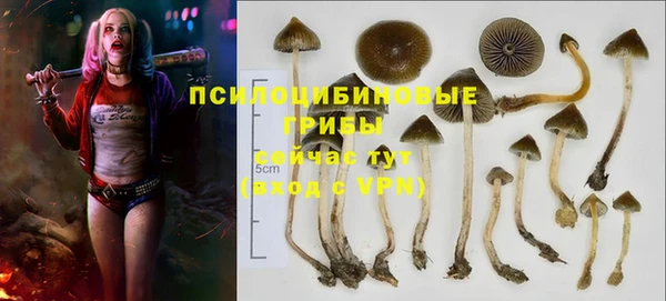 индика Белокуриха